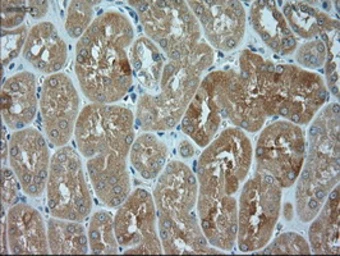 Anti-JNK1 antibody [4E3] used in IHC (Paraffin sections) (IHC-P). GTX84144