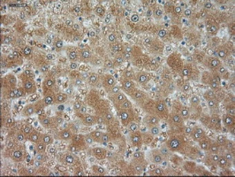 Anti-JNK1 antibody [4E3] used in IHC (Paraffin sections) (IHC-P). GTX84144
