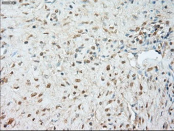 Anti-JNK1 antibody [4E3] used in IHC (Paraffin sections) (IHC-P). GTX84144