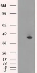 Anti-JNK1 antibody [4E3] used in Western Blot (WB). GTX84144