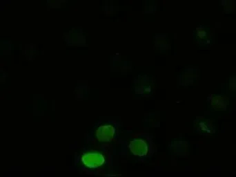 Anti-JNK1 antibody [4E3] used in Immunocytochemistry/ Immunofluorescence (ICC/IF). GTX84144