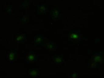 Anti-JNK1 antibody [4E3] used in Immunocytochemistry/ Immunofluorescence (ICC/IF). GTX84144