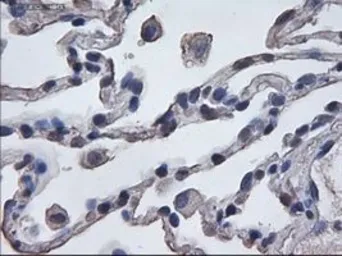 Anti-ERK3 antibody [1A9] used in IHC (Paraffin sections) (IHC-P). GTX84147