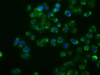Anti-p38 beta antibody [1C2] used in Immunocytochemistry/ Immunofluorescence (ICC/IF). GTX84149