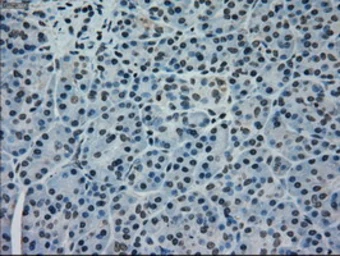 Anti-ERK2 antibody [4C2] used in IHC (Paraffin sections) (IHC-P). GTX84151