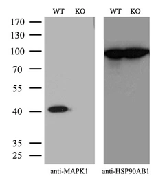 Anti-ERK2 antibody [4C2] used in Western Blot (WB). GTX84151