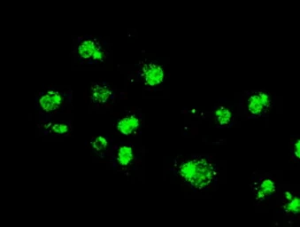 Anti-ERK2 antibody [4C2] used in Immunocytochemistry/ Immunofluorescence (ICC/IF). GTX84151