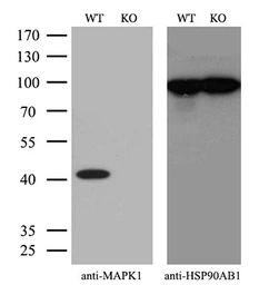 Anti-ERK2 antibody [4D10] used in Western Blot (WB). GTX84153