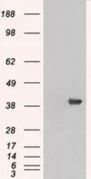 Anti-ERK2 antibody [4D10] used in Western Blot (WB). GTX84153