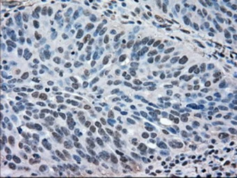 Anti-ERK2 antibody [6F8] used in IHC (Paraffin sections) (IHC-P). GTX84154