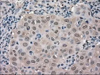 Anti-ERK2 antibody [6E5] used in IHC (Paraffin sections) (IHC-P). GTX84159