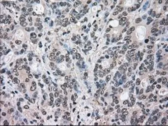 Anti-ERK2 antibody [6E5] used in IHC (Paraffin sections) (IHC-P). GTX84159