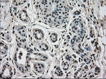 Anti-ERK2 antibody [6E5] used in IHC (Paraffin sections) (IHC-P). GTX84159