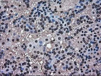 Anti-ERK2 antibody [6E5] used in IHC (Paraffin sections) (IHC-P). GTX84159