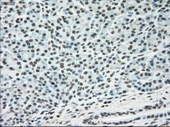 Anti-ERK2 antibody [6E5] used in IHC (Paraffin sections) (IHC-P). GTX84159