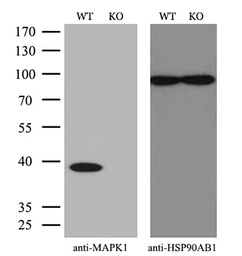 Anti-ERK2 antibody [6E5] used in Western Blot (WB). GTX84159