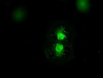 Anti-SEK1 / MKK4 antibody [4B4] used in Immunocytochemistry/ Immunofluorescence (ICC/IF). GTX84161