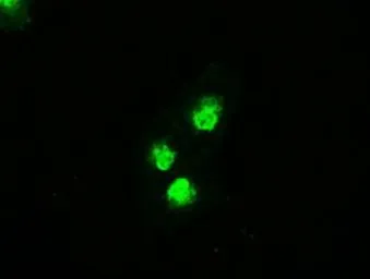 Anti-SEK1 / MKK4 antibody [8A8] used in Immunocytochemistry/ Immunofluorescence (ICC/IF). GTX84162