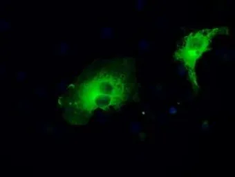 Anti-MEK1 antibody [1C1] used in Immunocytochemistry/ Immunofluorescence (ICC/IF). GTX84168