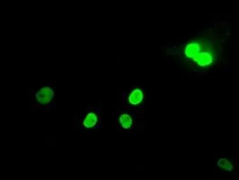 Anti-MAD2L1 antibody [4D2] used in Immunocytochemistry/ Immunofluorescence (ICC/IF). GTX84169