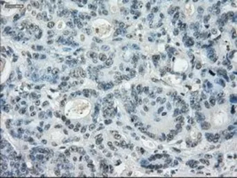 Anti-LTA4H antibody [1E9] used in IHC (Paraffin sections) (IHC-P). GTX84170