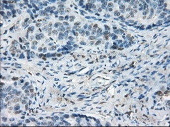 Anti-LTA4H antibody [1E9] used in IHC (Paraffin sections) (IHC-P). GTX84170
