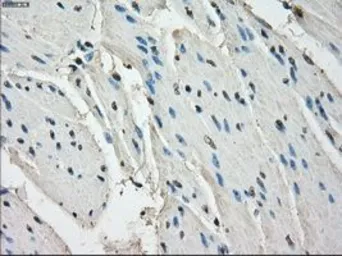 Anti-LTA4H antibody [1E9] used in IHC (Paraffin sections) (IHC-P). GTX84170