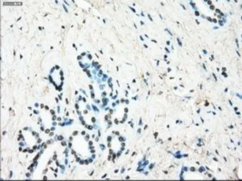 Anti-LTA4H antibody [1E9] used in IHC (Paraffin sections) (IHC-P). GTX84170
