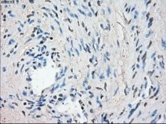 Anti-LTA4H antibody [1E9] used in IHC (Paraffin sections) (IHC-P). GTX84170