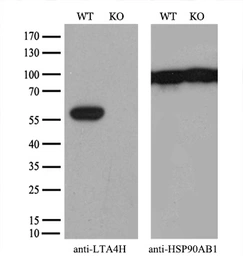 Anti-LTA4H antibody [1E9] used in Western Blot (WB). GTX84170