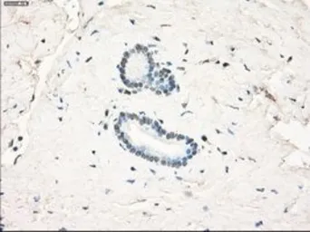 Anti-LTA4H antibody [8F4] used in IHC (Paraffin sections) (IHC-P). GTX84171