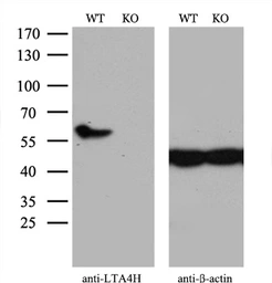 Anti-LTA4H antibody [8F4] used in Western Blot (WB). GTX84171