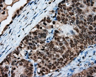 Anti-LTA4H antibody [6B5] used in IHC (Paraffin sections) (IHC-P). GTX84173