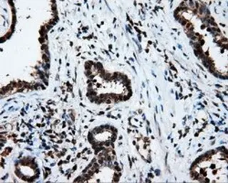 Anti-LTA4H antibody [6B5] used in IHC (Paraffin sections) (IHC-P). GTX84173