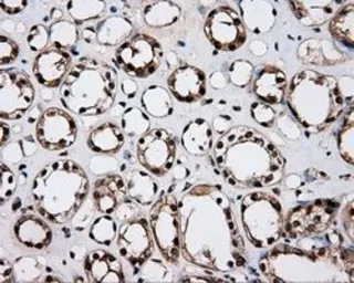 Anti-LTA4H antibody [6B5] used in IHC (Paraffin sections) (IHC-P). GTX84173