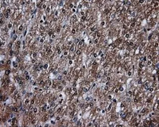 Anti-LTA4H antibody [6B5] used in IHC (Paraffin sections) (IHC-P). GTX84173