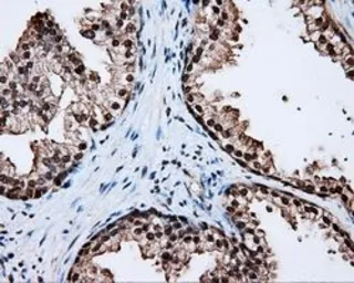 Anti-LTA4H antibody [6B5] used in IHC (Paraffin sections) (IHC-P). GTX84173