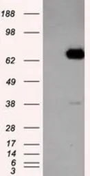 Anti-LTA4H antibody [6B5] used in Western Blot (WB). GTX84173