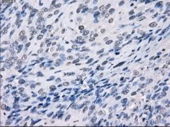 Anti-LTA4H antibody [9C5] used in IHC (Paraffin sections) (IHC-P). GTX84176