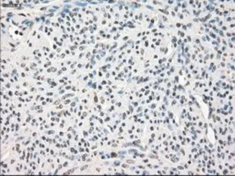 Anti-LTA4H antibody [9C5] used in IHC (Paraffin sections) (IHC-P). GTX84176