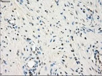 Anti-LTA4H antibody [9C5] used in IHC (Paraffin sections) (IHC-P). GTX84176