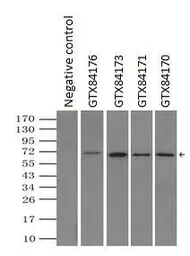 Anti-LTA4H antibody [9C5] used in Immunoprecipitation (IP). GTX84176