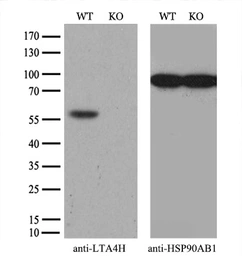 Anti-LTA4H antibody [9C5] used in Western Blot (WB). GTX84176