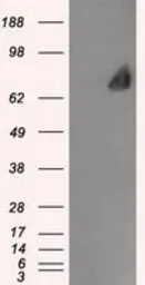 Anti-LTA4H antibody [9C5] used in Western Blot (WB). GTX84176