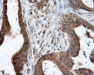 Anti-Endothelial Lipase / LIPG antibody [4A8] used in IHC (Paraffin sections) (IHC-P). GTX84191