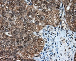Anti-Endothelial Lipase / LIPG antibody [4A8] used in IHC (Paraffin sections) (IHC-P). GTX84191