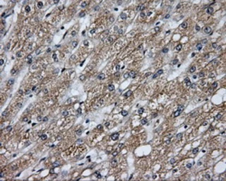 Anti-Endothelial Lipase / LIPG antibody [4A8] used in IHC (Paraffin sections) (IHC-P). GTX84191