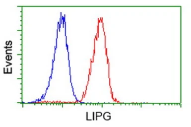 Anti-Endothelial Lipase / LIPG antibody [4A8] used in Flow cytometry (FCM). GTX84191