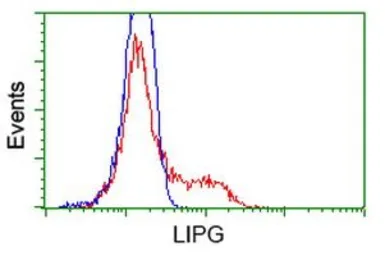 Anti-Endothelial Lipase / LIPG antibody [4A8] used in Flow cytometry (FCM). GTX84191