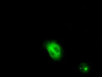 Anti-Endothelial Lipase / LIPG antibody [4A8] used in Immunocytochemistry/ Immunofluorescence (ICC/IF). GTX84191